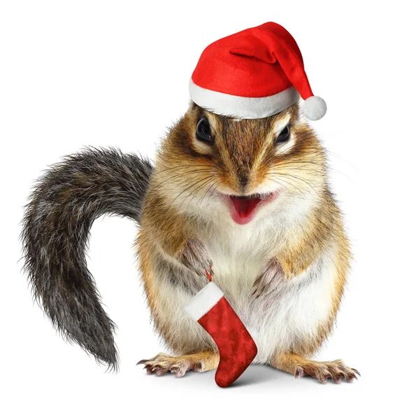 花栗鼠圣诞老人帽子和白色背景礼物袜子 — 图库照片