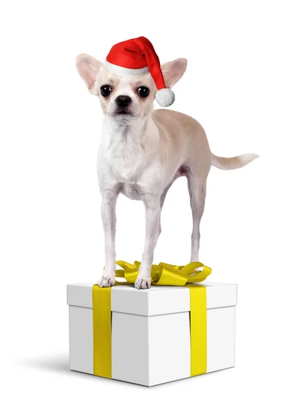 Anjing di kotak hadiah kuning dengan topi santa, konsep Natal — Stok Foto