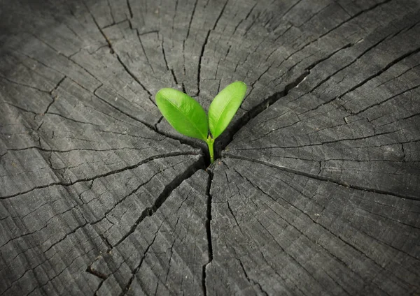 New Life concept, growing sprout on old wood — Stock Photo, Image