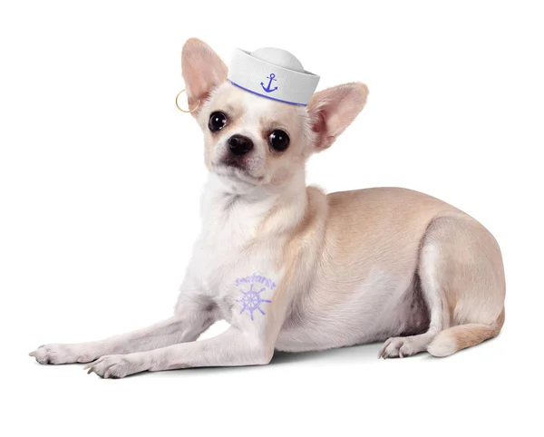 Divertido marinero animal, perro con y marinero sombrero — Foto de Stock