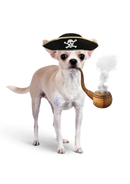 Zabawny pirat zwierząt, pies z kapeluszem i rurą na białym — Zdjęcie stockowe