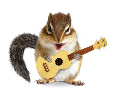 Şarkıcı gibi gitarlı komik bir hayvan sincabı.