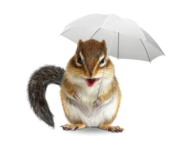 Funny animal chipmunk with umbrella, weather concept Royaltyfria Stockfoton