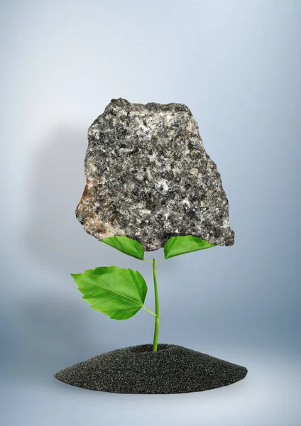Impossível é possível conceito, broto resistente levantar pedra pesada — Fotografia de Stock
