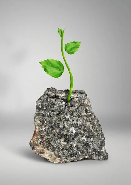 Conceito impossível, planta crescendo na rocha — Fotografia de Stock