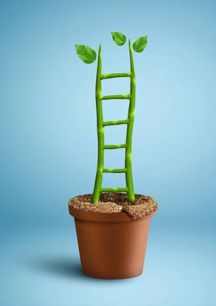 Crescimento bem sucedido conceito criativo, planta como escada — Fotografia de Stock