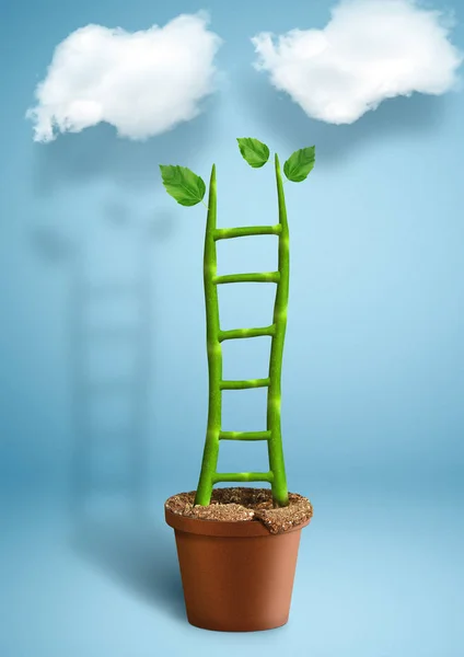 Σκάλες για την επιτυχία δημιουργική έννοια, την ανάπτυξη των φυτών ως σκάλα — Φωτογραφία Αρχείου