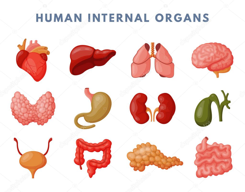 Human internal organs medicine anatomy vector illustration.
