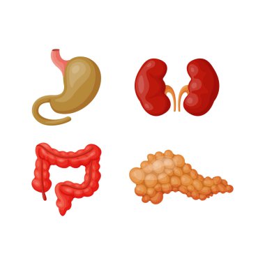 İç organları illüstrasyon vektör.