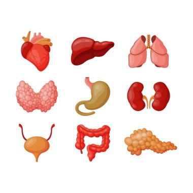 İç organları illüstrasyon vektör.