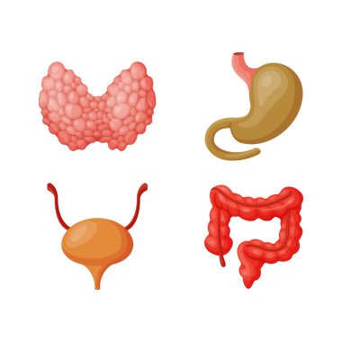 İç organları illüstrasyon vektör.