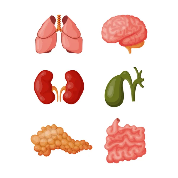 Internal organs vector illustration. — Stock Vector