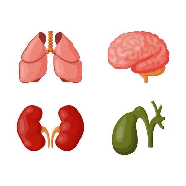 Internal organs vector illustration Stock Vector by Biology Diagrams