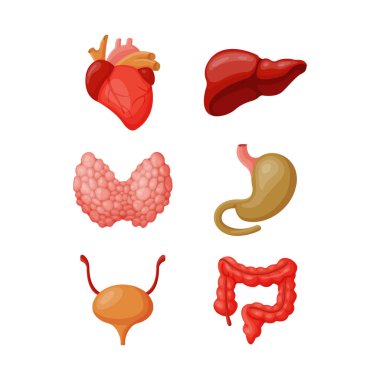 İç organları illüstrasyon vektör.