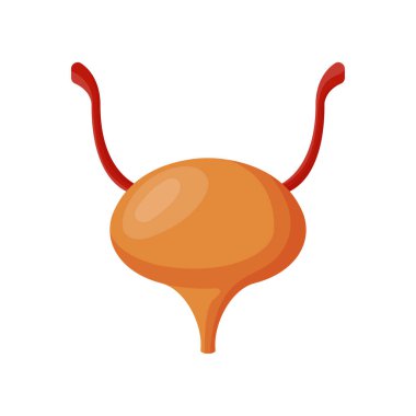 Yumurtalık ve rahim fallop tüpleri ile illüstrasyon vektör