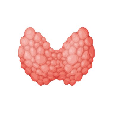 Dalak organ vektör çizim.