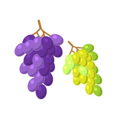 Üzüm vektör çizim demetleri.