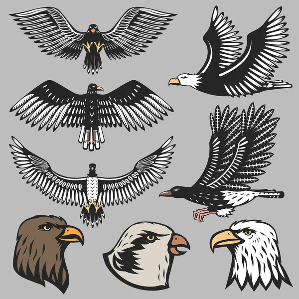 Eagle vector illustration. — Stock Vector