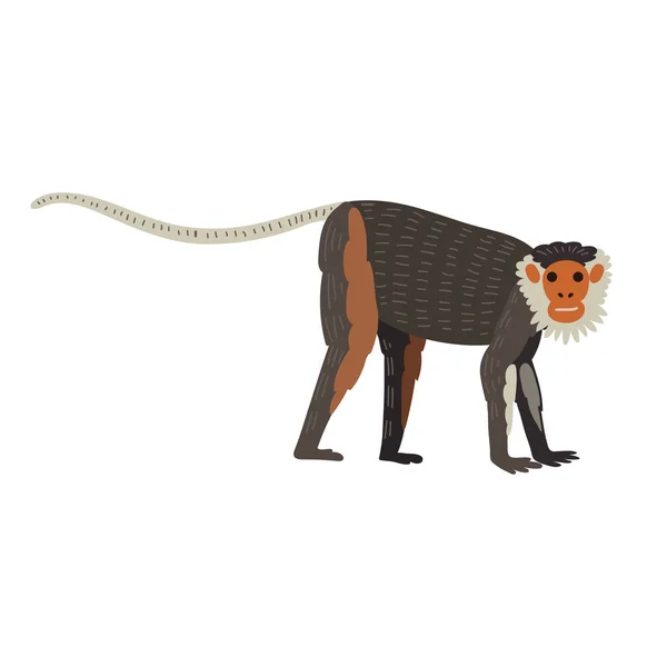 Capuchin monkey rare animal vector. — Stock Vector