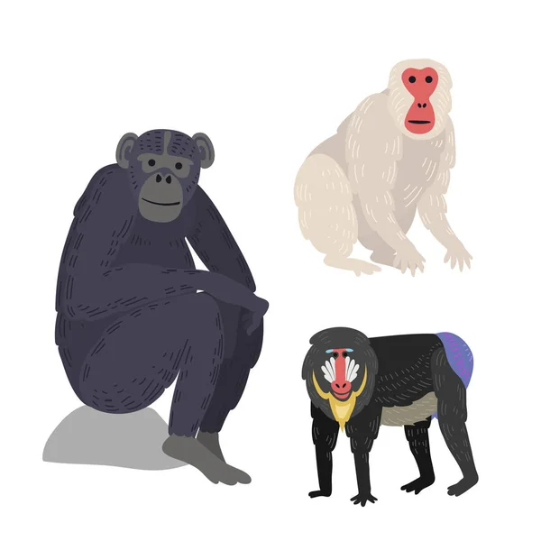 Différents types de singes ensemble de vecteurs animaux rares . — Image vectorielle