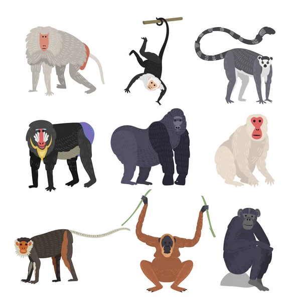 Différents types de singes ensemble de vecteurs animaux rares . — Image vectorielle