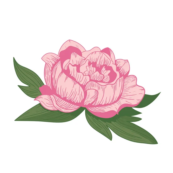 Vintage peony flower vector illustration. — Stock Vector