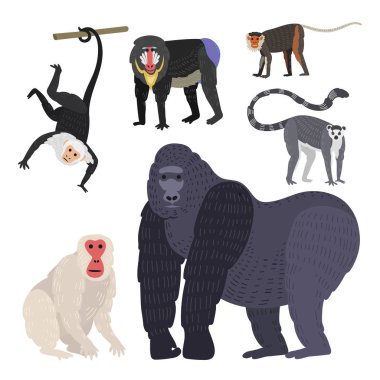 Maymunlar nadir hayvan vektör set farklı türleri.
