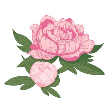 Vintage peony çiçek vektör çizim.