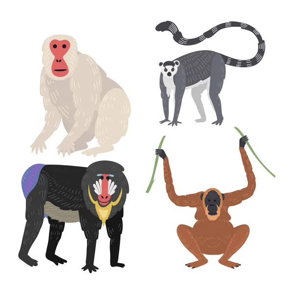Verschiedene Arten von Affen seltene Tier Vektor-Set. — Stockvektor