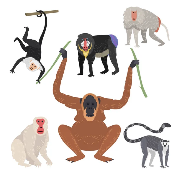 Différents types de singes ensemble de vecteurs animaux rares . — Image vectorielle