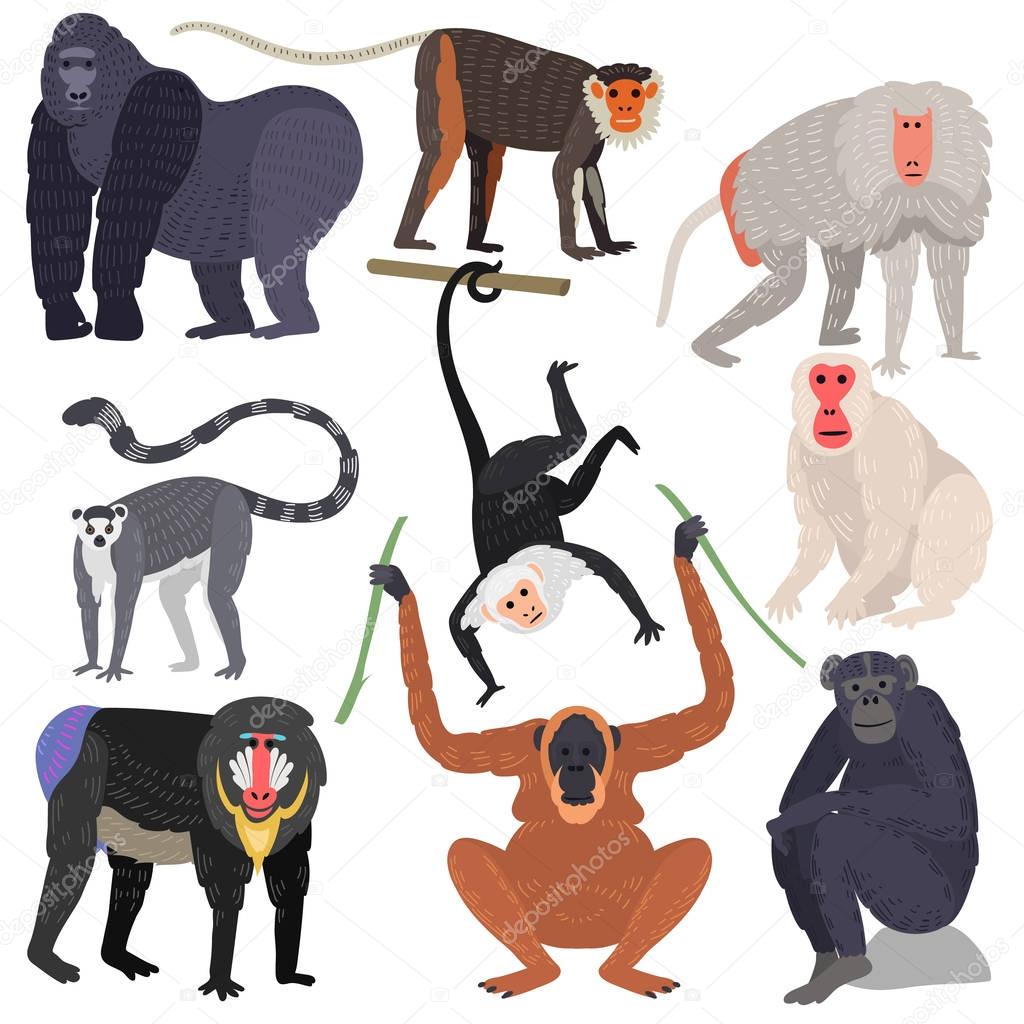 Different types of monkeys rare animal vector set.