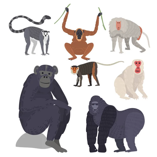 Różnego rodzaju małp rzadkich zwierząt wektor zestaw. — Wektor stockowy