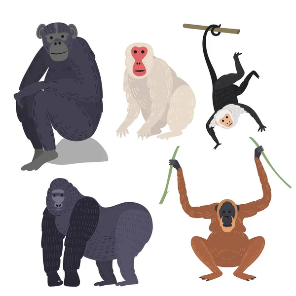Различные типы обезьян векторный набор редких животных . — стоковый вектор