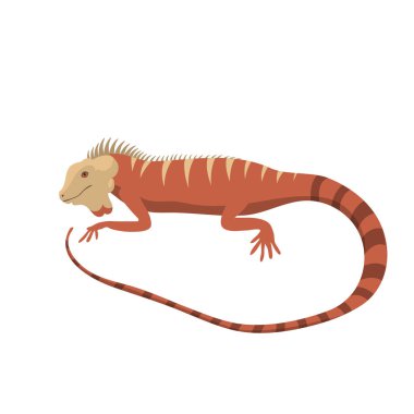 İguana kertenkele izole sürüngen vektör çizim.