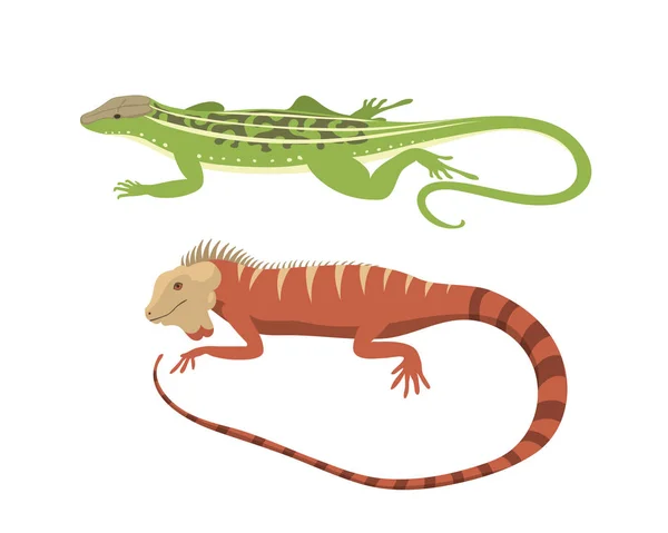 Different kind of lizard reptile isolated vector illustration. — Stock Vector