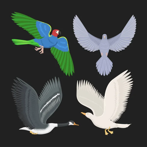 Set of different flying birds vector illustration. — Stock Vector