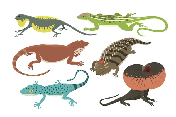 Diferentes tipos de lagarto reptil aislado vector ilustración . — Archivo Imágenes Vectoriales