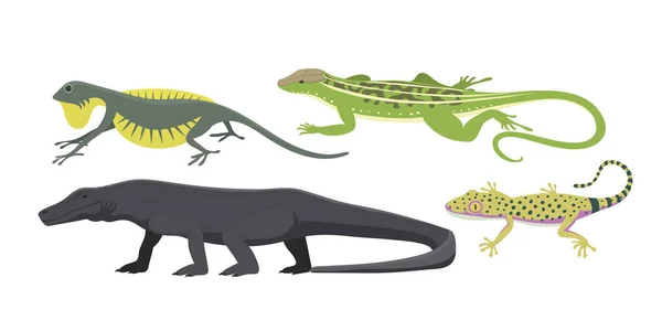 Illustration vectorielle isolée de différents types de reptiles lézards . — Image vectorielle
