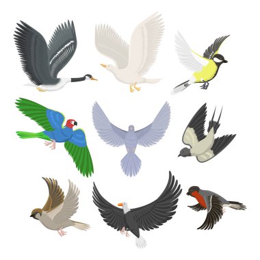 Farklı uçan kuşlar vektör çizim seti.