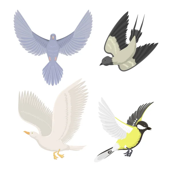 Set of different flying birds vector illustration. — Stock Vector