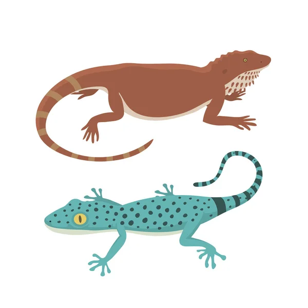 Different kind of lizard reptile isolated vector illustration. — Stock Vector