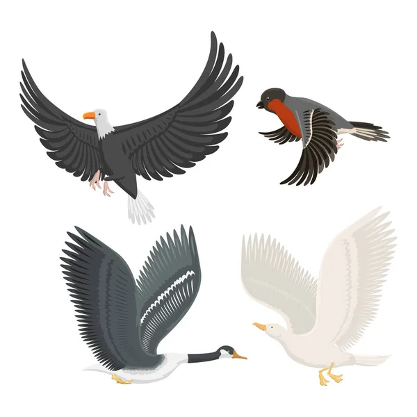 Set of different flying birds vector illustration. — Stock Vector