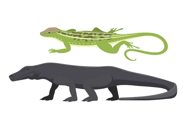 Diferentes tipos de lagarto reptil aislado vector ilustración . — Archivo Imágenes Vectoriales