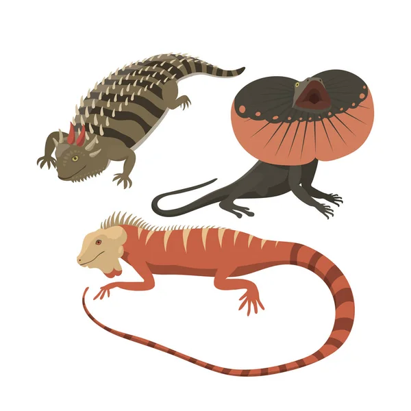 Diferentes tipos de lagarto reptil aislado vector ilustración . — Archivo Imágenes Vectoriales