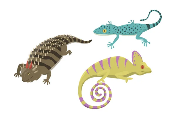 Illustration vectorielle isolée de différents types de reptiles lézards . — Image vectorielle