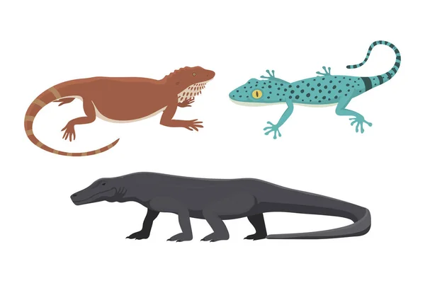 Diferentes tipos de lagarto reptil aislado vector ilustración . — Vector de stock