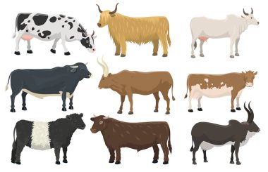 Boğa ve inek çiftlik hayvan hayvanlar memeli doğa sığır tarım ve yerli kırsal inek boynuzlu karikatür buffalo karakter vektör çizim.