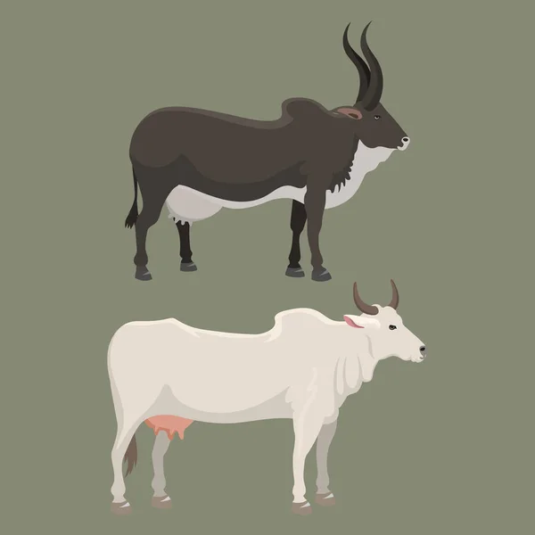 公牛和母牛农场动物矢量图. — 图库矢量图片
