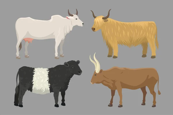 Ilustração do vector animal da exploração de touros e vacas . —  Vetores de Stock