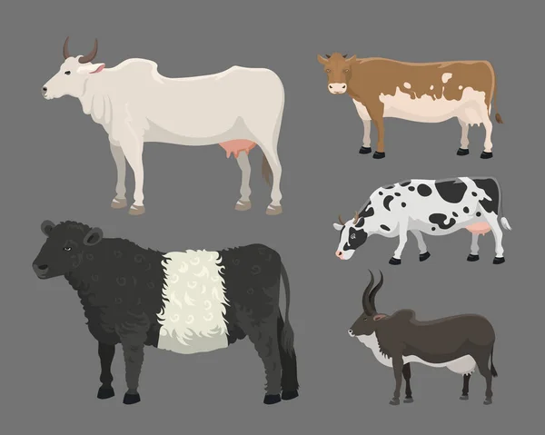 Bika és tehén farm állati vektoros illusztráció. — Stock Vector